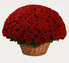 Премиум букет из: Розы в Апанасенковском